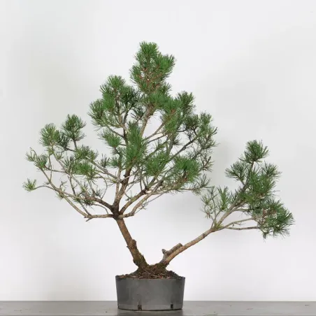 PREBONSAI "PINUS MUGO" n°7