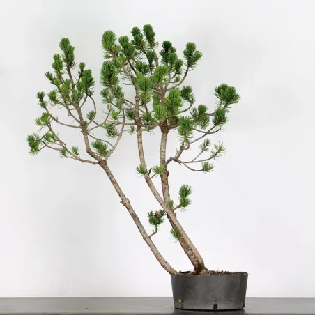 image supplémentaire - PREBONSAI "PINUS MUGO" n°8