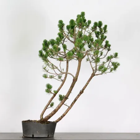 PREBONSAI "PINUS MUGO" n°8