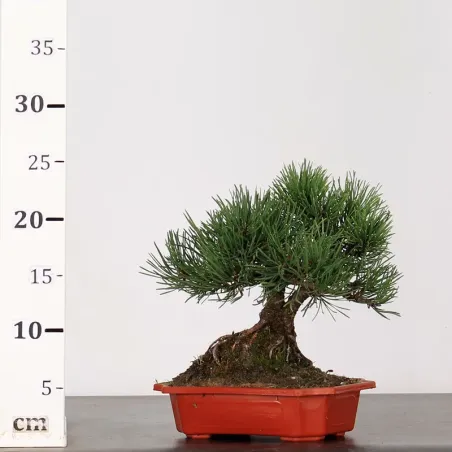 image supplémentaire - BONSAI PINUS MUGO 1-3
