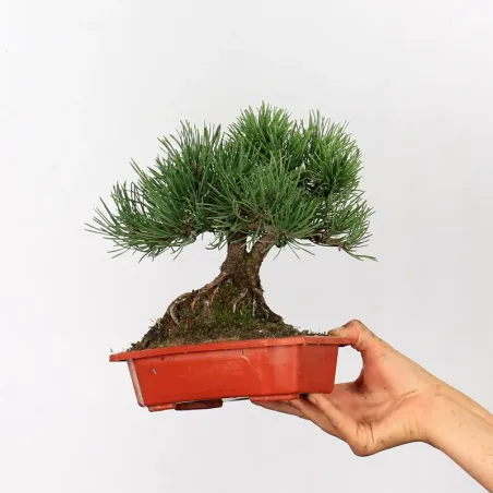 Mugo Bonsai Pine PM-1-3