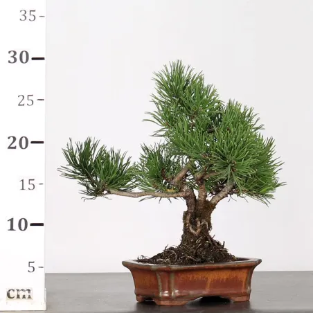 image supplémentaire - BONSAI PINUS MUGO 1-4