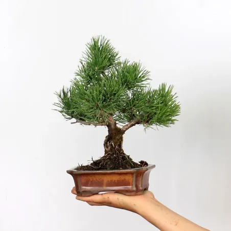 BONSAI PINUS MUGO 1-4