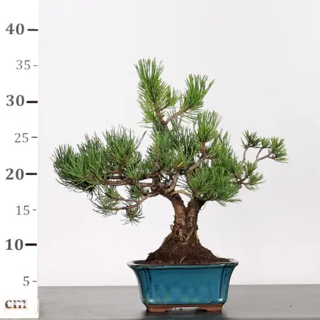 image supplémentaire - BONSAI PINUS MUGO 3 trunks 1-5