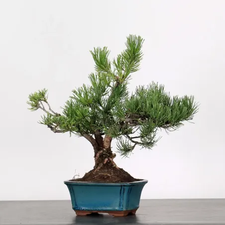 Mugo Bonsai Pine PM-1-5