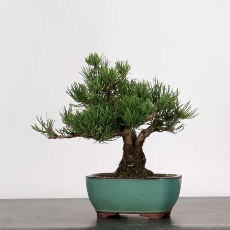 Mugo Bonsai Pine PM-1-6