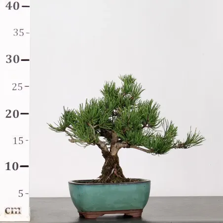 image supplémentaire - BONSAI PINUS MUGO 3 trunks 1-6
