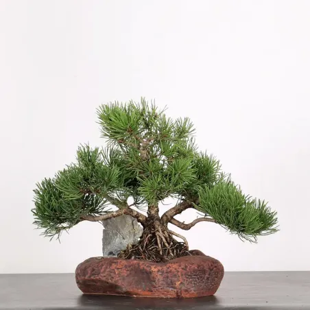 Mugo Bonsai Pine PM-1-7