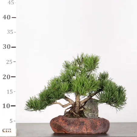 image supplémentaire - BONSAI PINUS MUGO 1-7