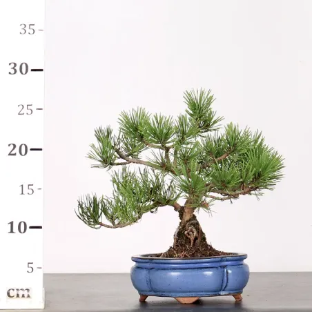 image supplémentaire - BONSAI PINUS MUGO 1-8