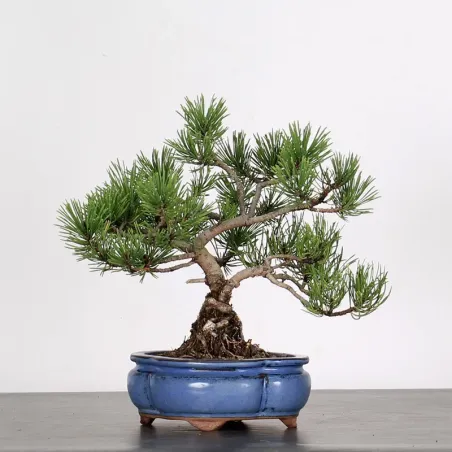 Mugo Bonsai Pine PM-1-8
