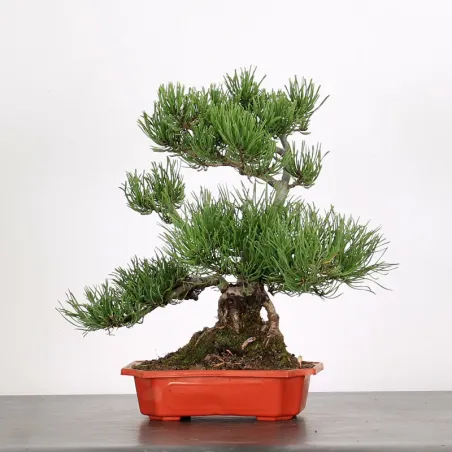 Mugo Bonsai Pine PM-1-9
