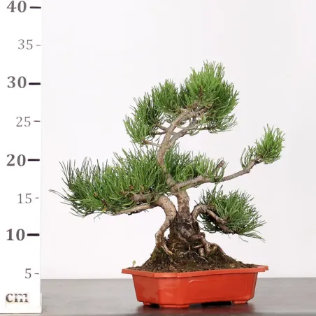 image supplémentaire - BONSAI PINUS MUGO 1-9