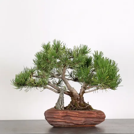 Mugo Bonsai Pine PM-1-11