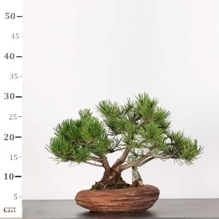 image supplémentaire - BONSAI PINUS MUGO 1-11