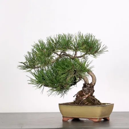image supplémentaire - BONSAI PIN MUGO 1-19