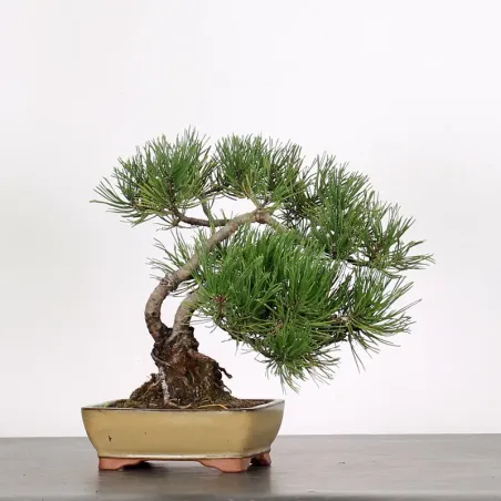BONSAI PINUS MUGO 1-19