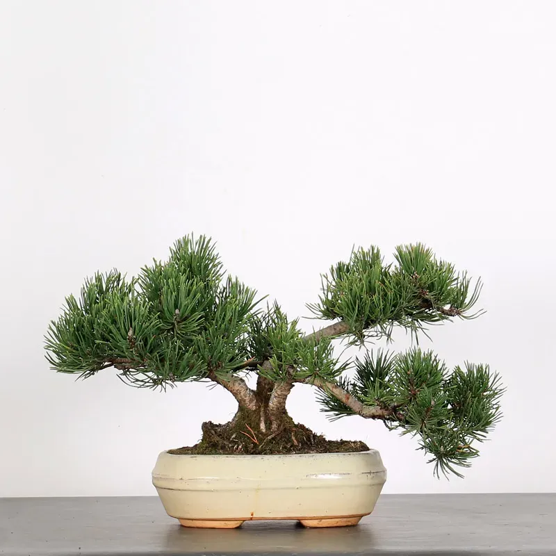 BONSAI PINUS MUGO 1-25