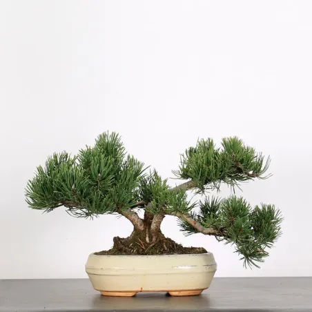 BONSAI PINUS MUGO 1-25