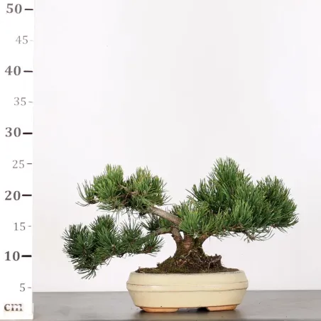 image supplémentaire - BONSAI PINUS MUGO 1-25