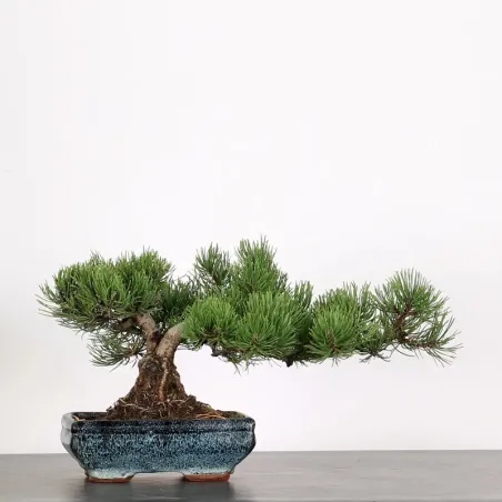 Mugo Bonsai Pine PM-2-2