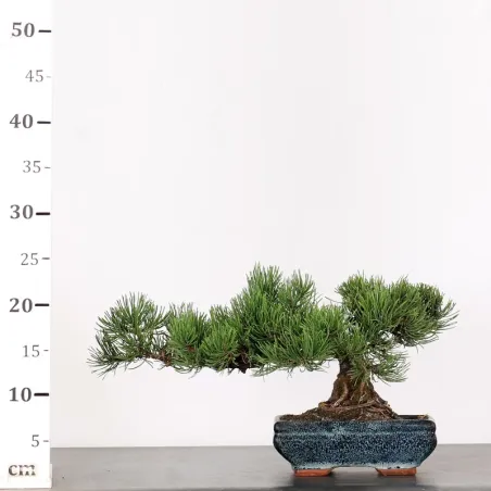 image supplémentaire - BONSAI PINUS MUGO 2-2