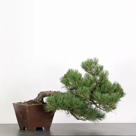 Mugo Bonsai Pine PM-2-3