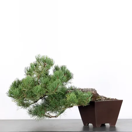 image supplémentaire - BONSAI PINUS MUGO 2-3