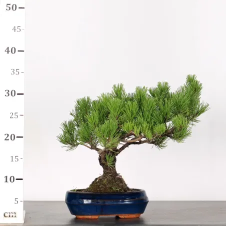 image supplémentaire - BONSAI PINUS MUGO 2-4