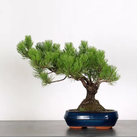 Mugo Bonsai Pine PM-2-4