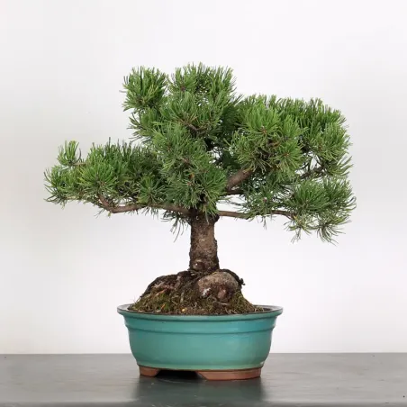 Mugo Bonsai Pine PM-2-5