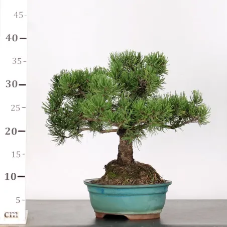 image supplémentaire - BONSAI PINUS MUGO 2-5
