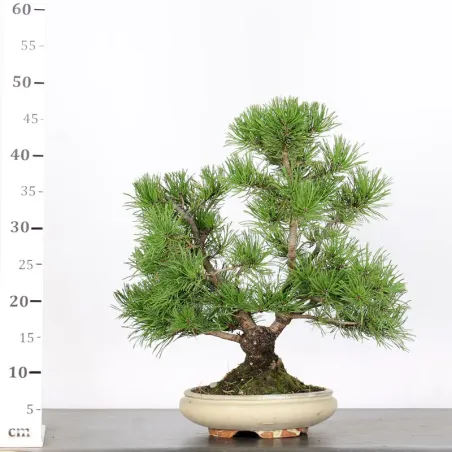 image supplémentaire - BONSAI PINUS MUGO 2-6