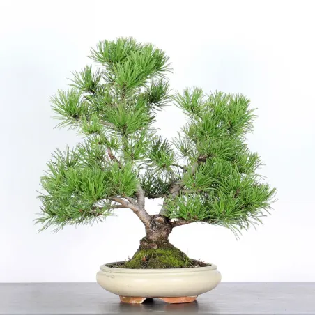 Mugo Bonsai Pine PM-2-6