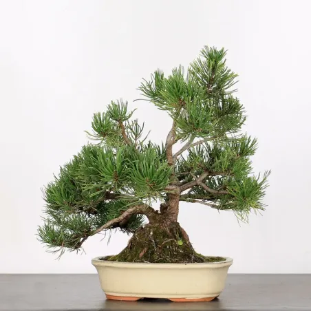 image supplémentaire - BONSAI PINUS MUGO 2-9