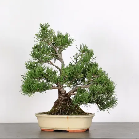 Mugo Bonsai Pine PM-2-9