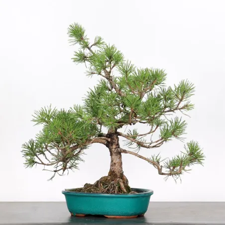 image supplémentaire - BONSAI PINUS MUGO 2-10