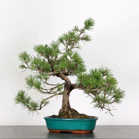 Mugo Bonsai Pine PM-2-10