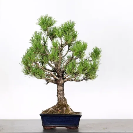image supplémentaire - BONSAI PINUS MUGO 2-11