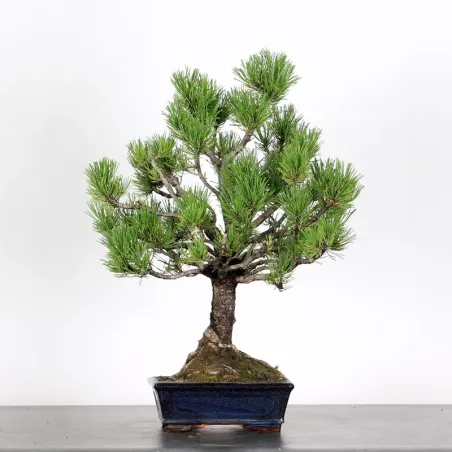 BONSAI PINUS MUGO 2-11