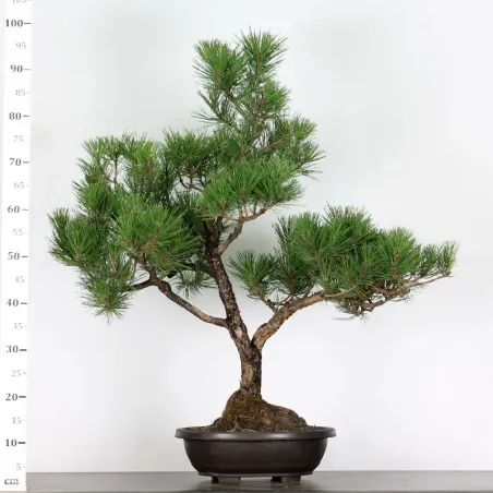 image supplémentaire - PINUS SYLVESTRIS 1-2