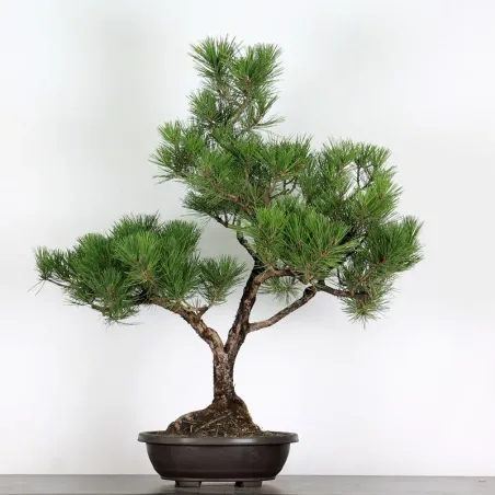 PINUS SYLVESTRIS 1-2