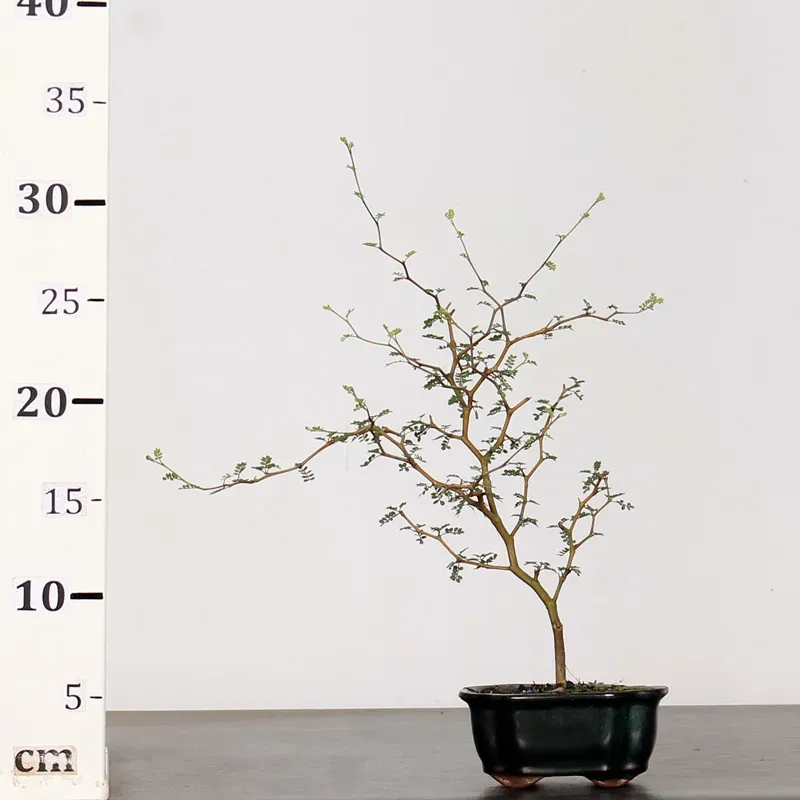 image supplémentaire - SOPHORA JAPONICA "LITTLE...