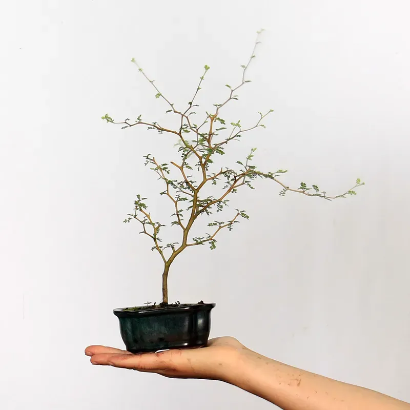 SOPHORA JAPONICA "LITTLE BABY" 1-1