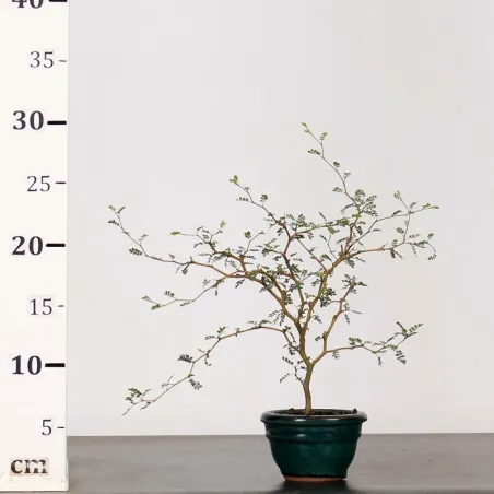 image supplémentaire - SOPHORA JAPONICA "LITTLE...