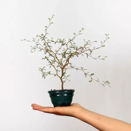 SOPHORA JAPONICA "LITTLE BABY" 1-2