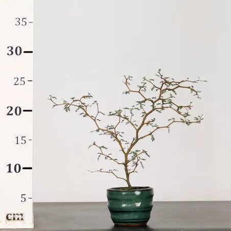 image supplémentaire - SOPHORA JAPONICA "LITTLE...