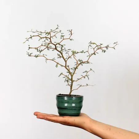 SOPHORA JAPONICA "LITTLE BABY" 1-3
