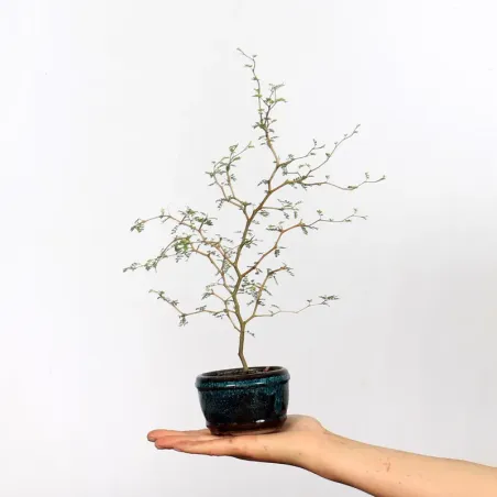 SOPHORA JAPONICA "LITTLE BABY" 1-4