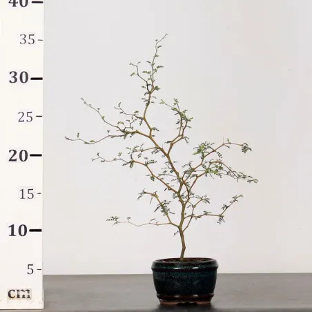image supplémentaire - SOPHORA JAPONICA "LITTLE...